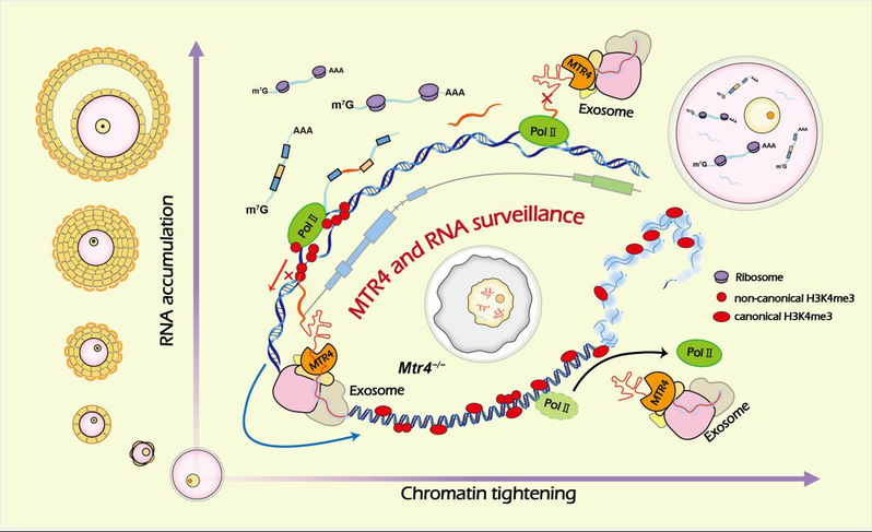 生研院范衡宇实验室DevelopmentalCell发文揭示RNA解旋酶MTR4介导的RNA监管机制决定小鼠卵母细胞体积增长的机制(图4)