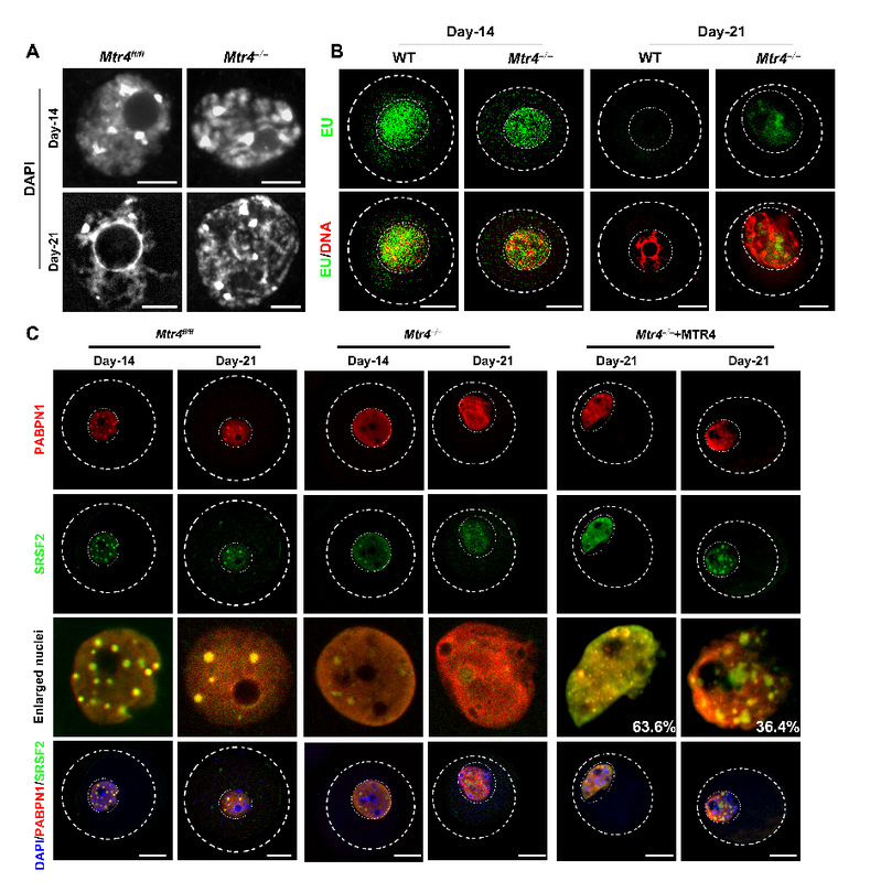 生研院范衡宇实验室DevelopmentalCell发文揭示RNA解旋酶MTR4介导的RNA监管机制决定小鼠卵母细胞体积增长的机制(图3)