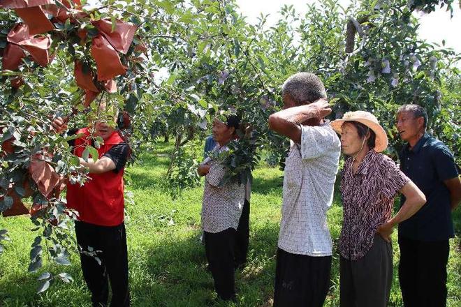 肥城市：苹果产业兴乡村致富道路宽又广(图3)