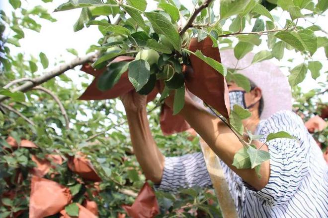 肥城市：苹果产业兴乡村致富道路宽又广(图2)