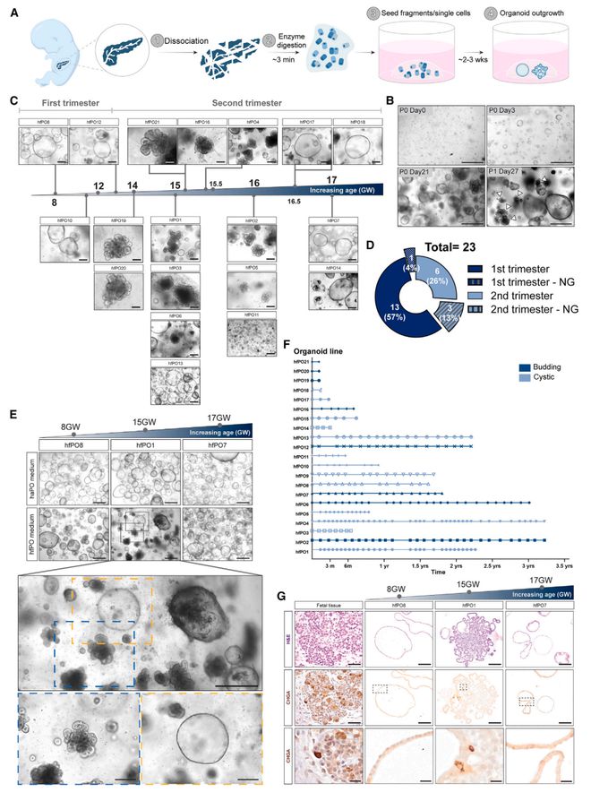 类器官之父最新Cell：成功创建包含所有关键胰腺细胞的新型类器官(图2)