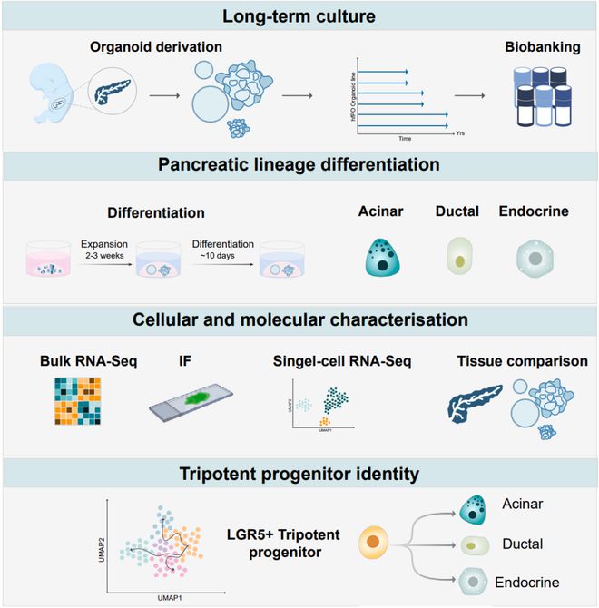 类器官之父最新Cell：成功创建包含所有关键胰腺细胞的新型类器官(图4)