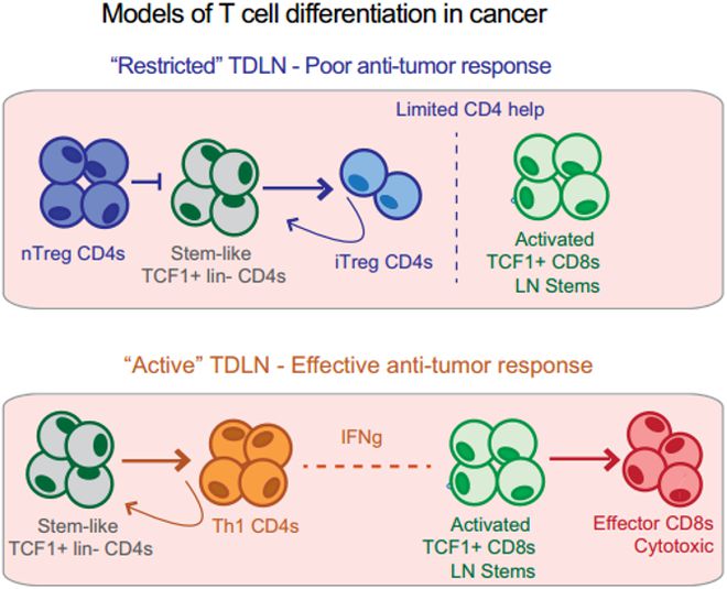 Nature｜干细胞样CD4+T细胞的分化控制抗肿瘤免疫(图2)