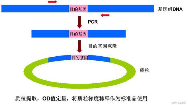 qPCR数据分析(图2)