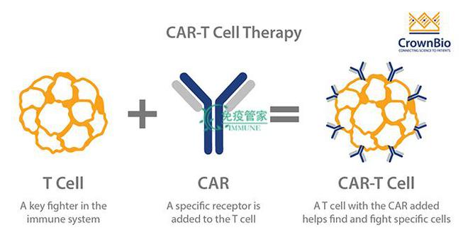 什么是CAR-T疗法？(图3)