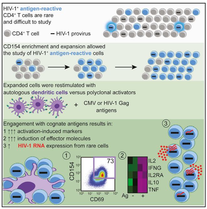 Immunity｜HIV潜伏感染的激活机制(图2)
