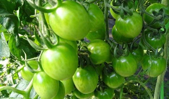 广东一53岁女子天天吃西红柿坚持一年后结果让医生都羡慕不已(图7)