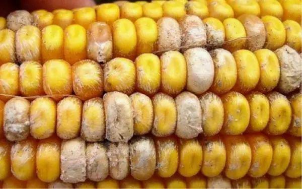 防癌食物？算了吧不如从饮食防癌(图4)