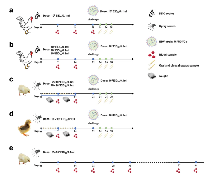 VeterinarySciences扬州大学刘秀梵院士团队文章——新型新城疫疫苗的研发：克服母源抗体与喷雾免疫(图1)