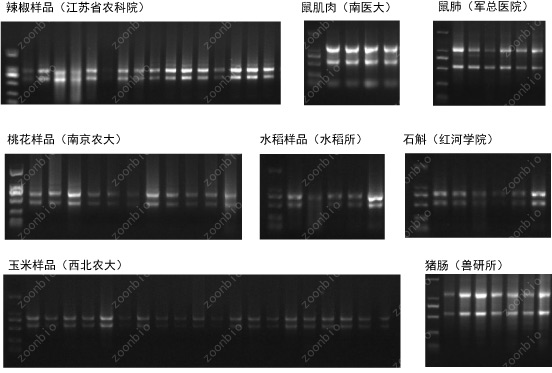 荧光定量PCR服务(图2)