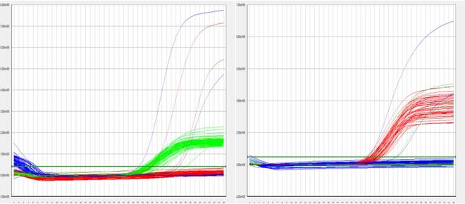 PCR异常扩增曲线案例分析与解决办法盘点！(图4)