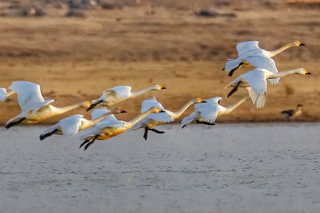 候鸟迁徙：致命病毒跨洲的“空中特快专递”？(图1)