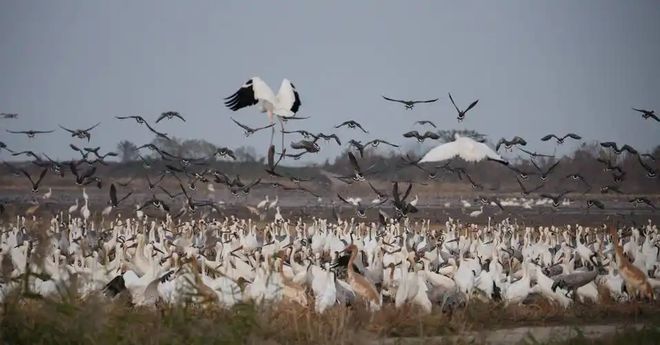 候鸟迁徙：致命病毒跨洲的“空中特快专递”？(图4)