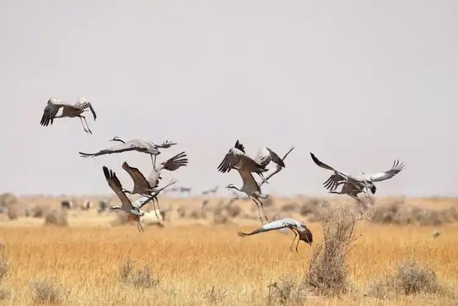 候鸟迁徙：致命病毒跨洲的“空中特快专递”？(图3)