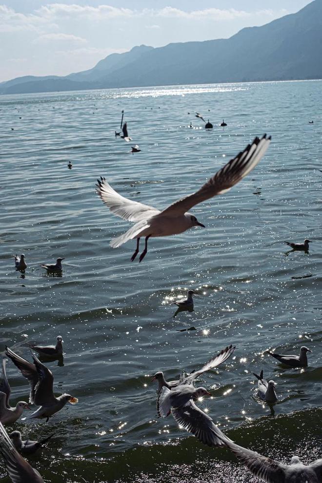 候鸟迁徙：致命病毒跨洲的“空中特快专递”？(图2)