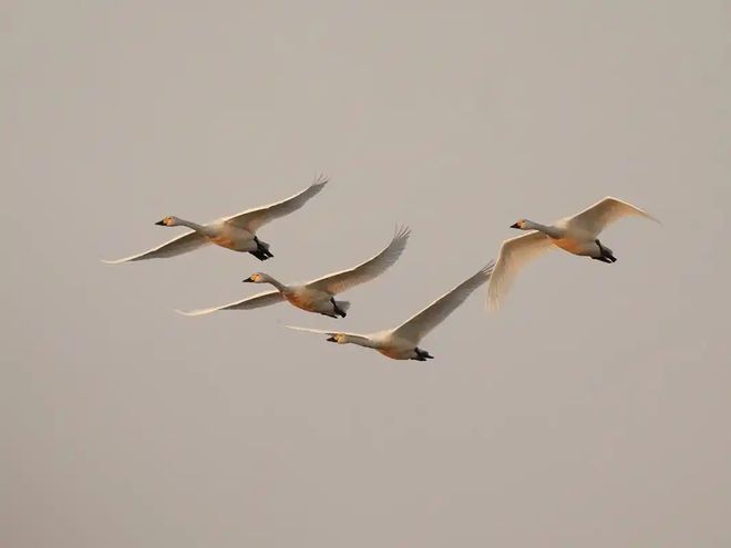 候鸟迁徙：致命病毒跨洲的“空中特快专递”？(图6)