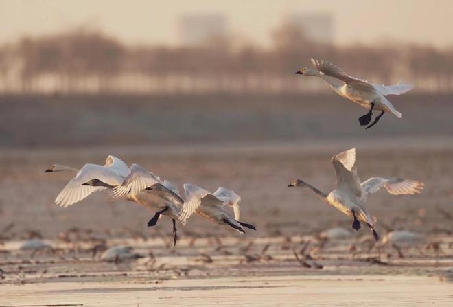 候鸟迁徙：致命病毒跨洲的“空中特快专递”？(图5)