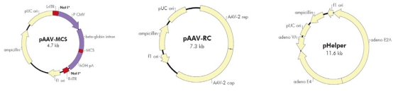 4基础的细胞实验(图3)
