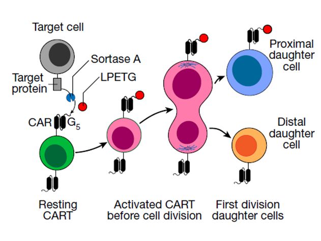 T细胞的分裂充满“生存智慧”(图1)