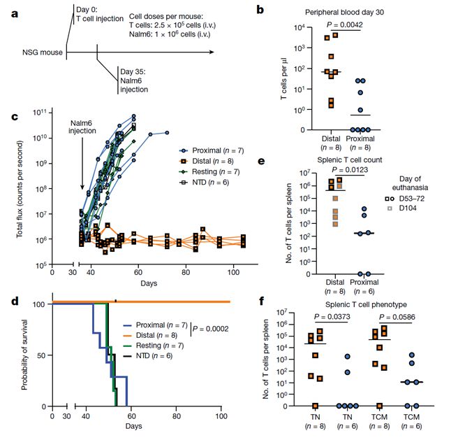 T细胞的分裂充满“生存智慧”(图4)