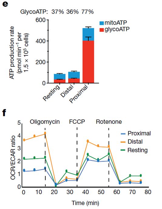 T细胞的分裂充满“生存智慧”(图3)