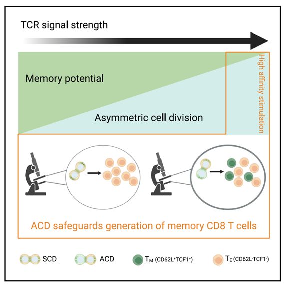 T细胞的分裂充满“生存智慧”(图5)