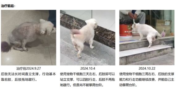 神奇毛侠宠物干细胞毛孩子的保护侠(图1)