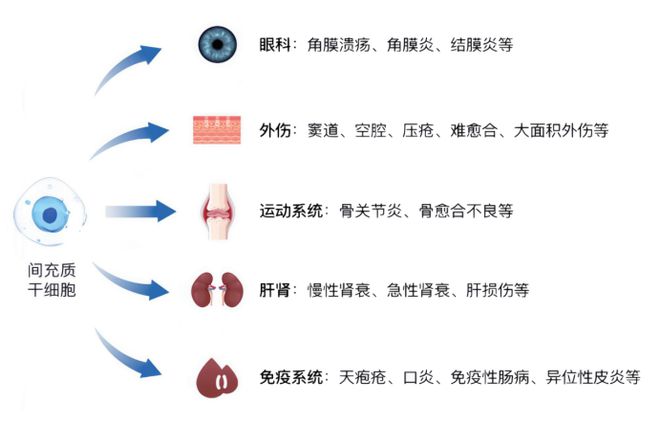 神奇毛侠宠物干细胞毛孩子的保护侠(图2)