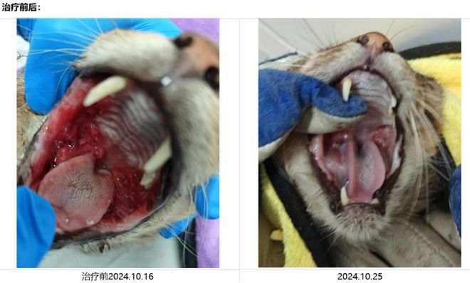 神奇毛侠宠物干细胞毛孩子的保护侠(图5)