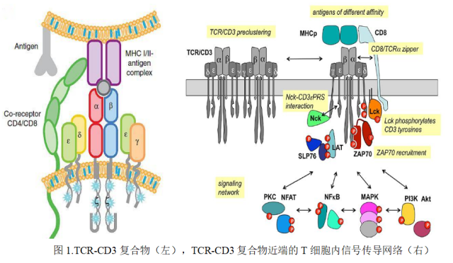 T细胞体外分选和扩增(图1)