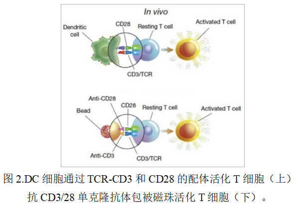 T细胞体外分选和扩增(图2)