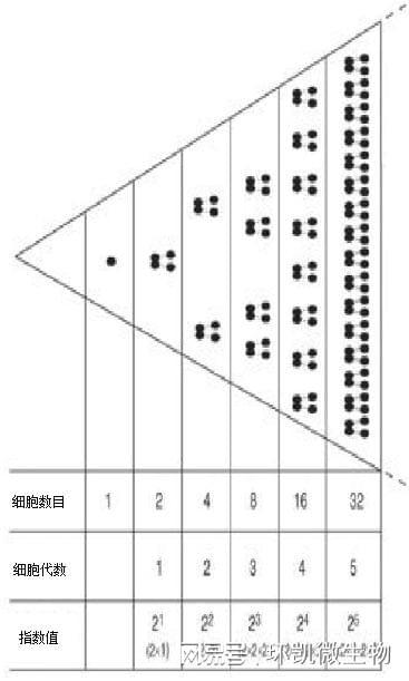 【干货分享】细菌生长曲线详解(图2)
