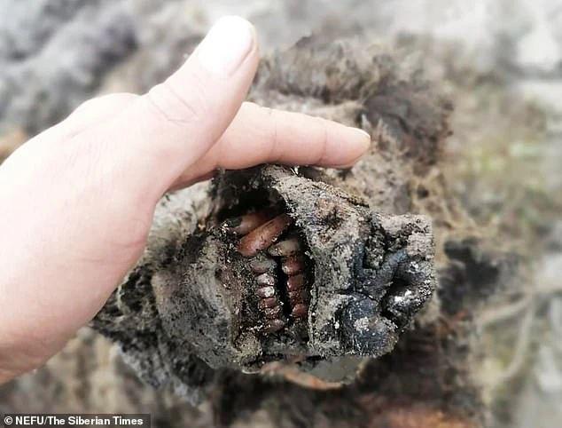 北极融化或释放末日病毒？科学家警告：北极融冰或引爆末日危机(图3)