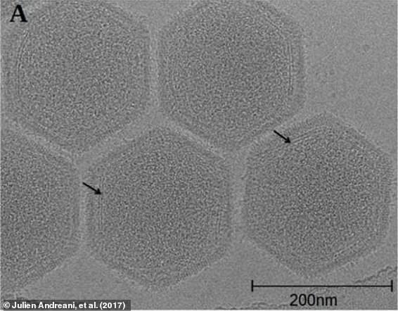 北极融化或释放末日病毒？科学家警告：北极融冰或引爆末日危机(图2)
