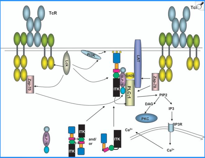 错过BTK但绝不能错过ITK！(图2)