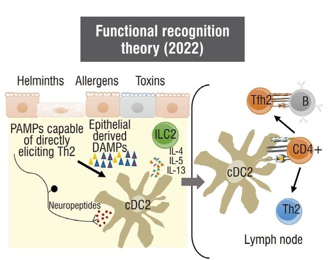 免疫识别理论的演变(图4)