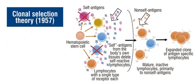 免疫识别理论的演变(图1)