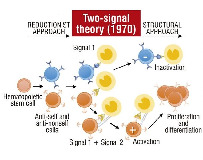 免疫识别理论的演变(图2)
