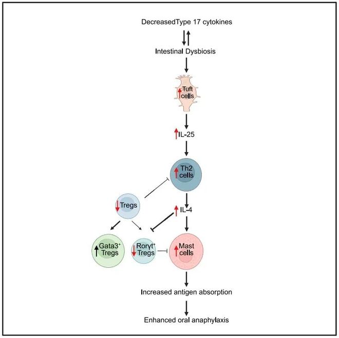 Immunity｜DOCK8通过调节Th17Treg功能限制黏膜肥大细胞扩增并缓解食物过敏反应(图2)
