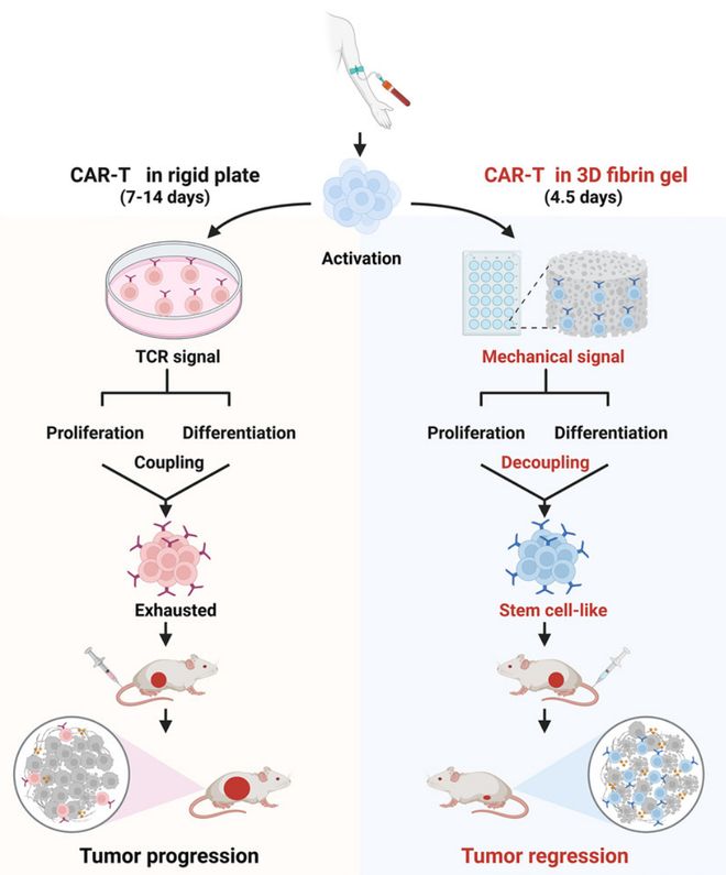 专家点评Immunity  黄波团队利用生物机械力信号强势扩增干性CAR-T细胞为破解实体瘤治疗困境提供全新策略(图2)