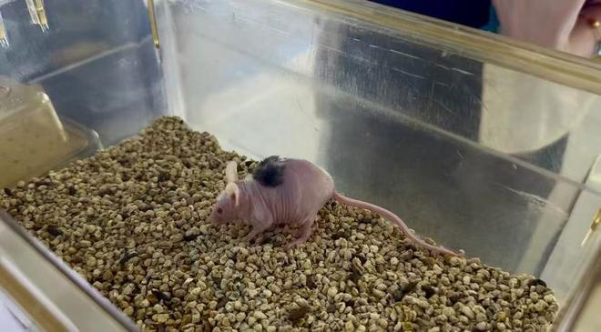 产业链上的山东好品牌｜磐升生物：皮肤再生技术破冰到多赛道协同(图2)