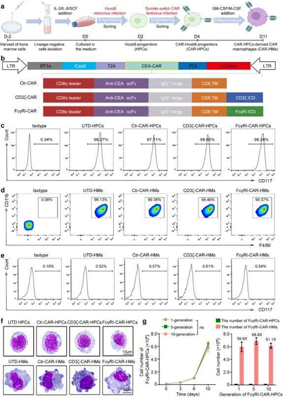 南京大学最新研究开发的临床可扩展的平台可增强实体瘤免疫治疗(图2)