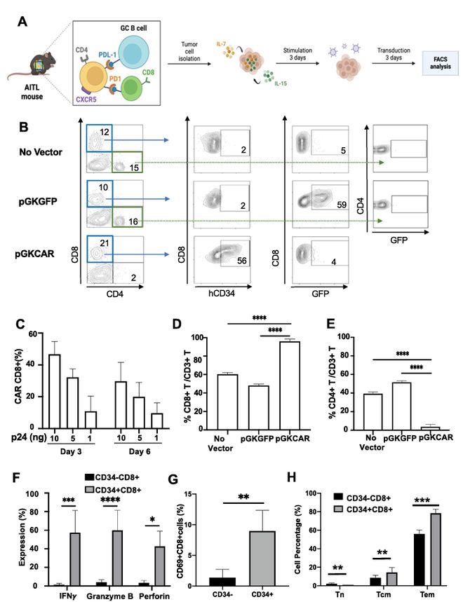 体内CAR-T细胞疗法为罕见T细胞淋巴瘤带来新希望(图2)