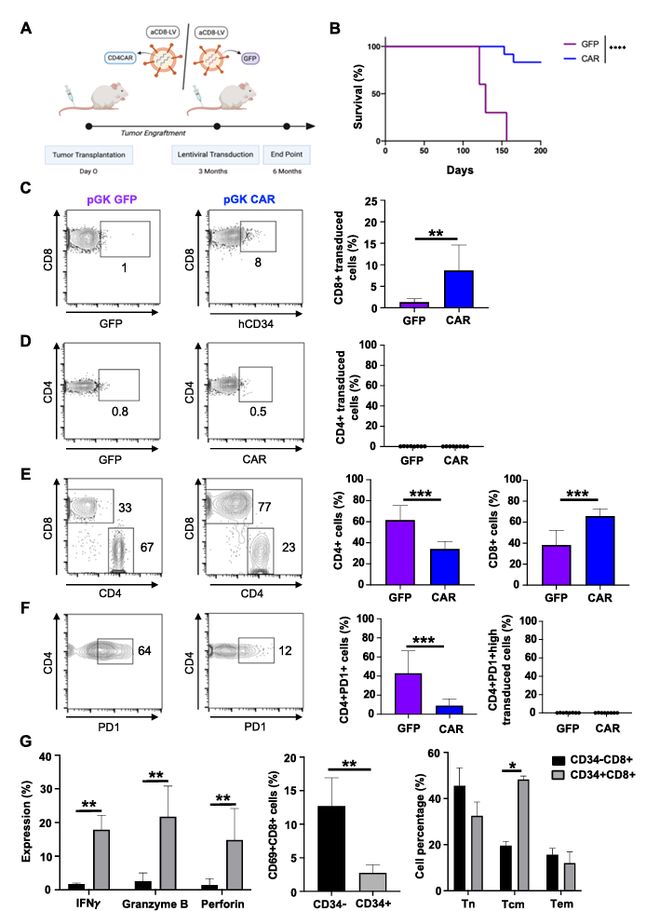 体内CAR-T细胞疗法为罕见T细胞淋巴瘤带来新希望(图3)