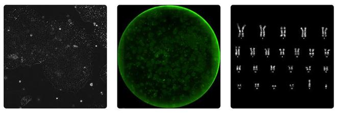 OpenAI联手抗衰老初创AI优化诺奖成果干细胞返老还童效率提升(图3)