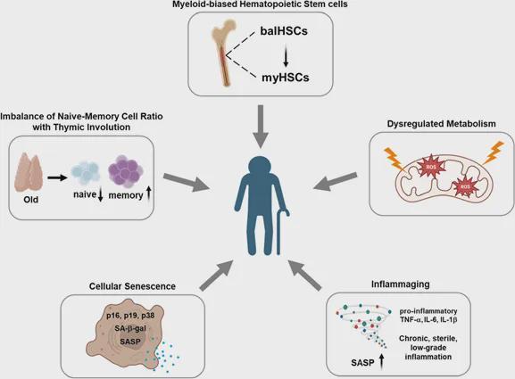 免疫细胞是人体最先衰老的细胞！Nature：免疫衰老可加速全身(图2)