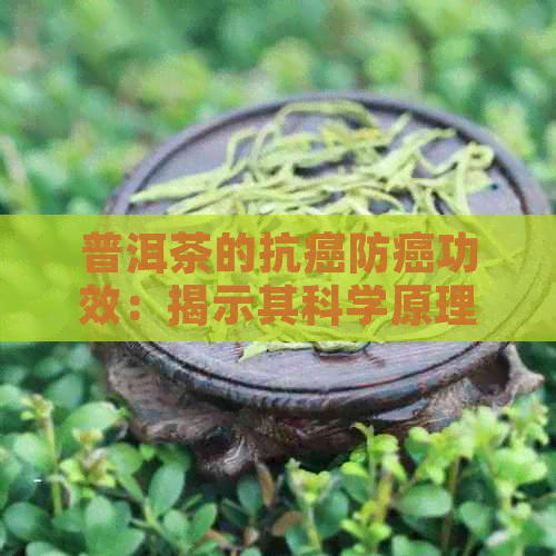 普洱茶的抗癌防癌功效：揭示其科学原理及实践效果(图1)