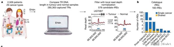 人类癌基因组中的循环重复扩增(图2)