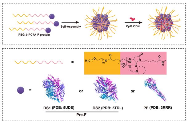 中国科学技术大学等团队研究开发的PC7A纳米疫苗可通过免疫协同作用推动RSV临床疫苗的研发进程(图2)