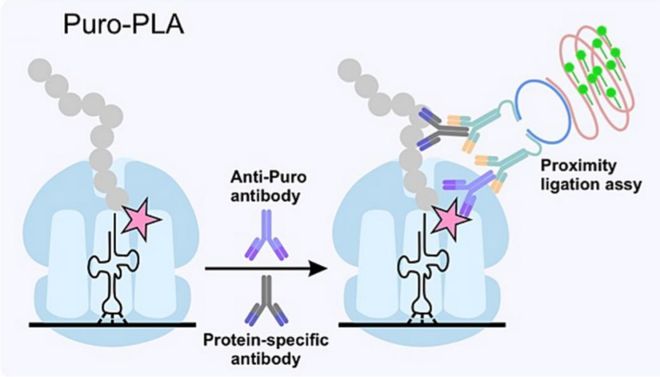 AbMolePuromycin嘌呤霉素三大应用详解：从转染筛选到动物造模(图2)
